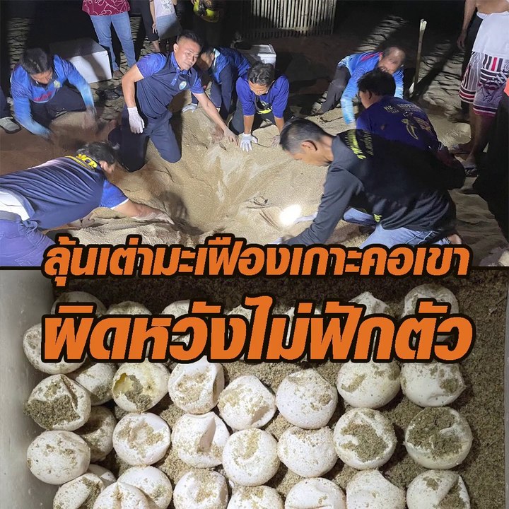 ลุ้นเต่ามะเฟืองเกาะคอเขา ผิดหวังไม่ฟักตัว