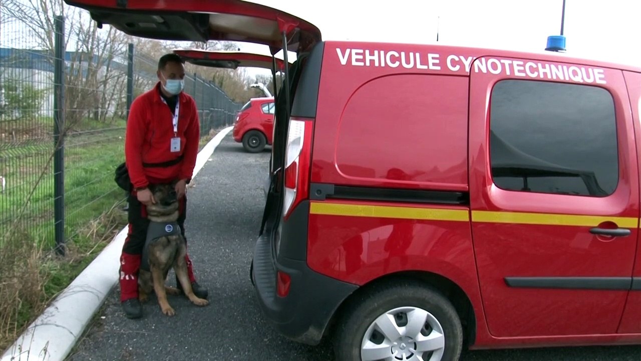 Hunde lernen Corona-Infizierte aufzuspüren