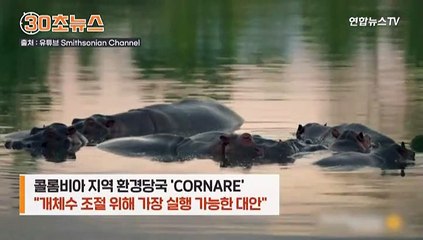 [30초뉴스] 콜롬비아의 골칫거리 된 '마약왕의 하마'…화학적 거세 검토