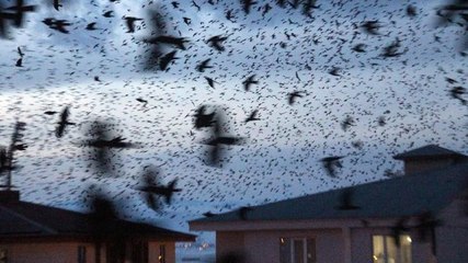 Kargalar şehrin üstüne kara bulut gibi çöktü