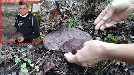 Marmarisli turizmci, şans eseri ‘ölümsüzlük mantarı’ buldu