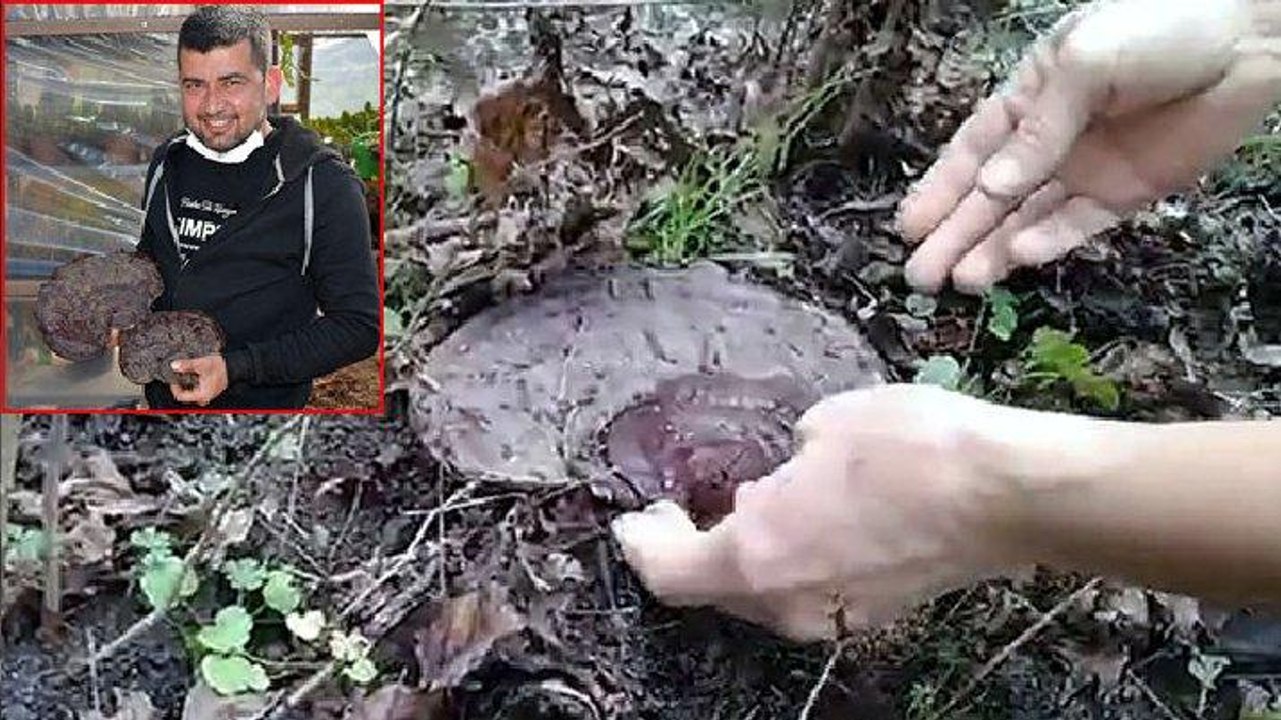 Marmarisli turizmci, şans eseri ‘ölümsüzlük mantarı’ buldu