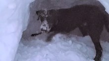 Snow digger