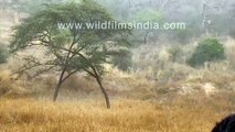 Leopards FIGHT in a tree_ one leopard JUMPS up, attacks, loses balance, FALLS 30 feet to the ground!