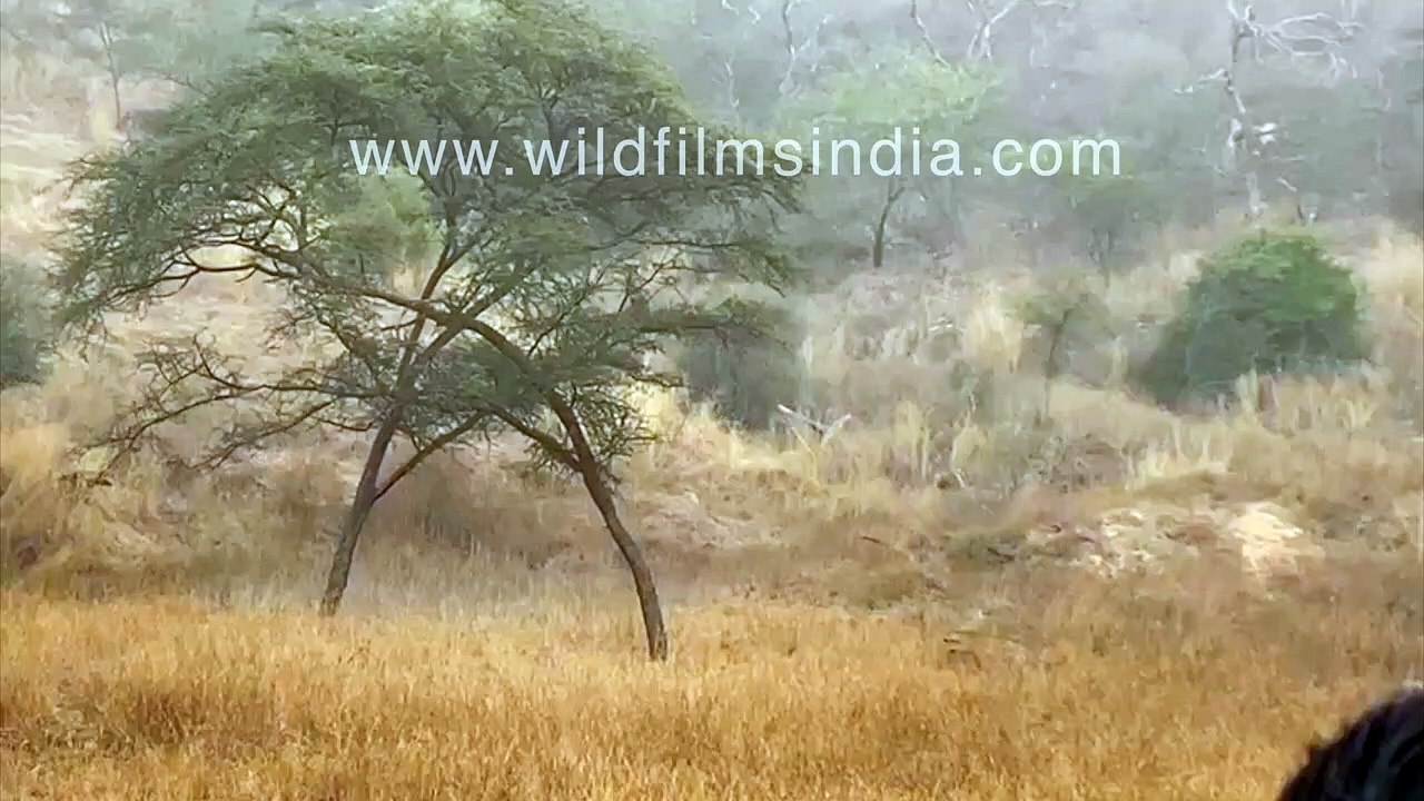 Leopards FIGHT in a tree_ one leopard JUMPS up,...