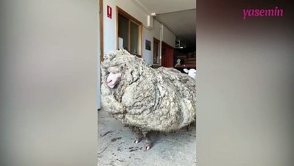 Başıboş gezen koyunun 34 kiloluk yünü!