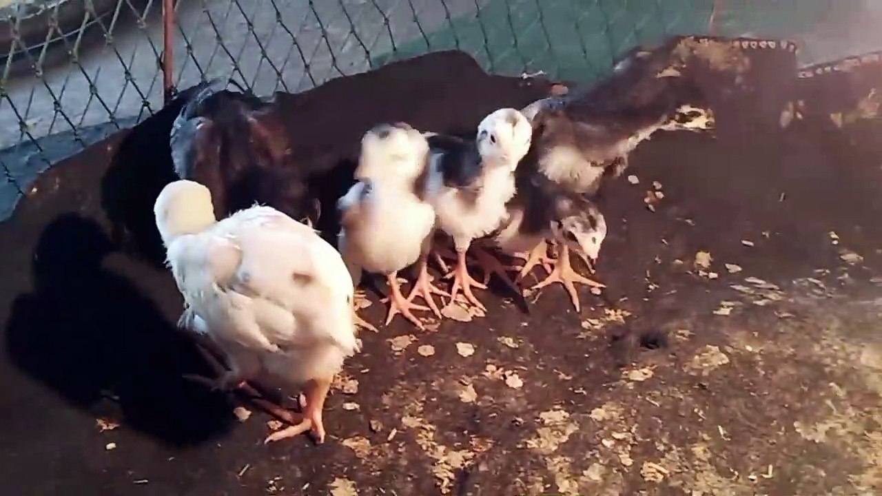 แบ่งลูกไก่สายพ่อลูกยอดมงคล + แม่พิทบูล กัดจัดๆ