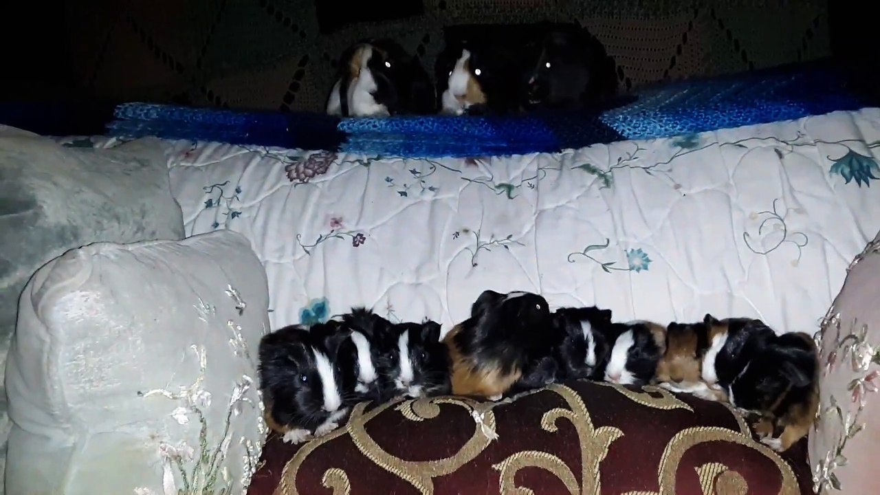 CAVIA PORCELLUS TURMERIC PARSLEY PIXIE DAVID DAVID CJ RJ DAVID MARY TRIXIE DAVID CLOVER IRIS 20200206_194702