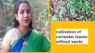 Cultivation of coriander leaves without seeds