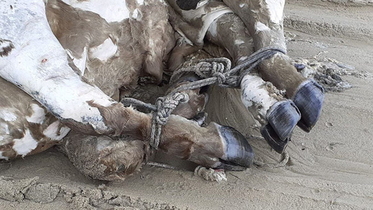 Denizden bacakları bağlı boğazı ve kulağı kesilmiş sığır çıktı