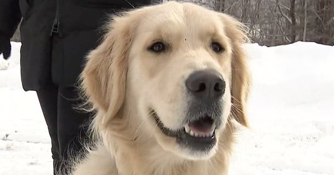 Perdu pendant deux mois, un golden retriever a finalement pu retrouver sa famille