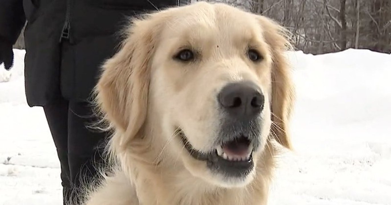Perdu pendant deux mois, un golden retriever a finalement pu retrouver sa famille
