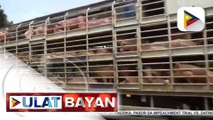 ASF-free certificate, ipinakita sa slaughterhouse ng Antipolo bago ipinasok ang 28 tonelada ng baboy mula South Cotabato