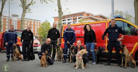 Des chiens capables de détecter le virus du Covid-19 aussi bien que les tests PCR, un projet français unique au monde