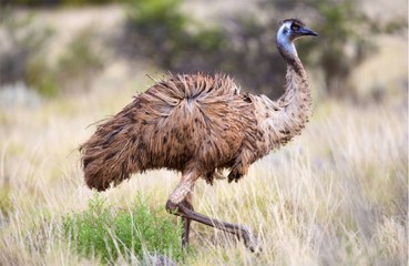 Emu captured after running loose in traffic on a busy road