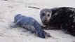 Seal Gives Birth While Seagull Watches On