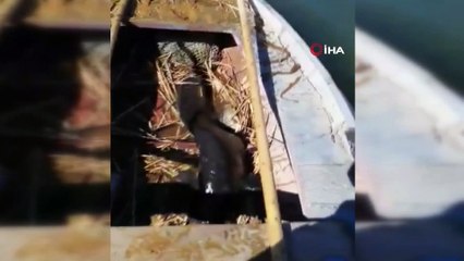 Gölhisar gölünde 35 kg'lık yayın balığı yakalandı