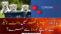 Two white tiger cubs at Lahore Zoo died of coronavirus?