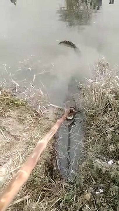 ग्राम पंचायत दरेरी नहर में आ गया मगरमच्छ