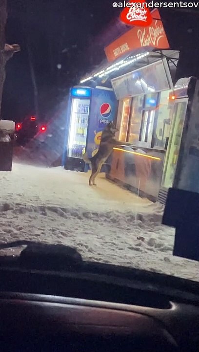 Smart Doggy Drops by Food Store for a Feed