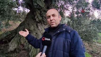 Tarihi Ağacın Zeytinlerinden Sıkılan Zeytinyağı İlaç Olarak Satılıyor