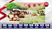 रामदेव पशु मेले के बाद अब ,महाशिव रात्रि पशु मेले के आयोजन पर भी संकट