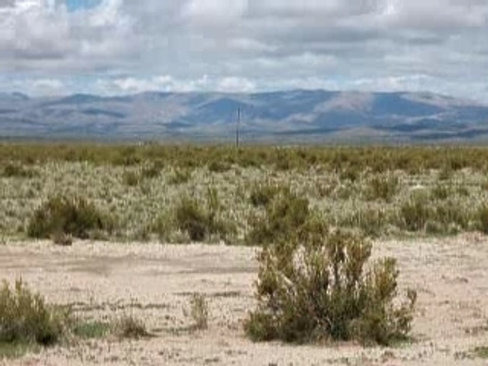 Lama dans les hauts plateaux des Andes, Argentine