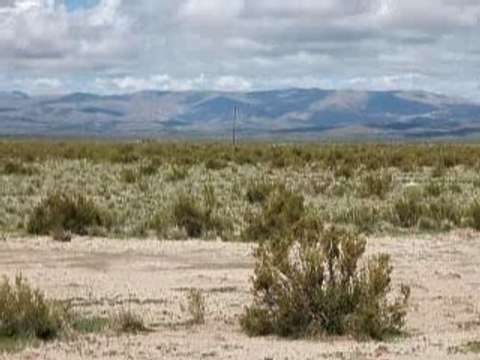 Lama dans les hauts plateaux des Andes, Argentine