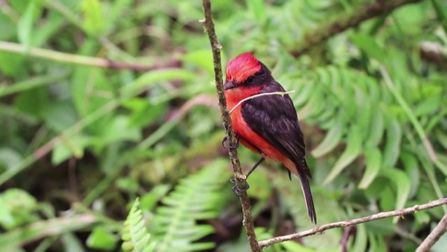 Las aves, uno de los grupos animales más vulnerables y afectados por la extinción masiva de especies