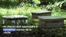Le miel et les abeilles, nouvel or de la Côte d'Ivoire