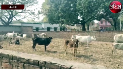 अन्ना जानवरों से परेशान -  आधा सैकड़ा से ज्यादा पशुओं को खाली प्लाट में किया बंद, कही यह बातें