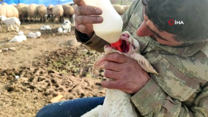 Ağzı Kulağına Kadar Açık Kuzu Doğdu, Biberonla Beslenmeye Başladı