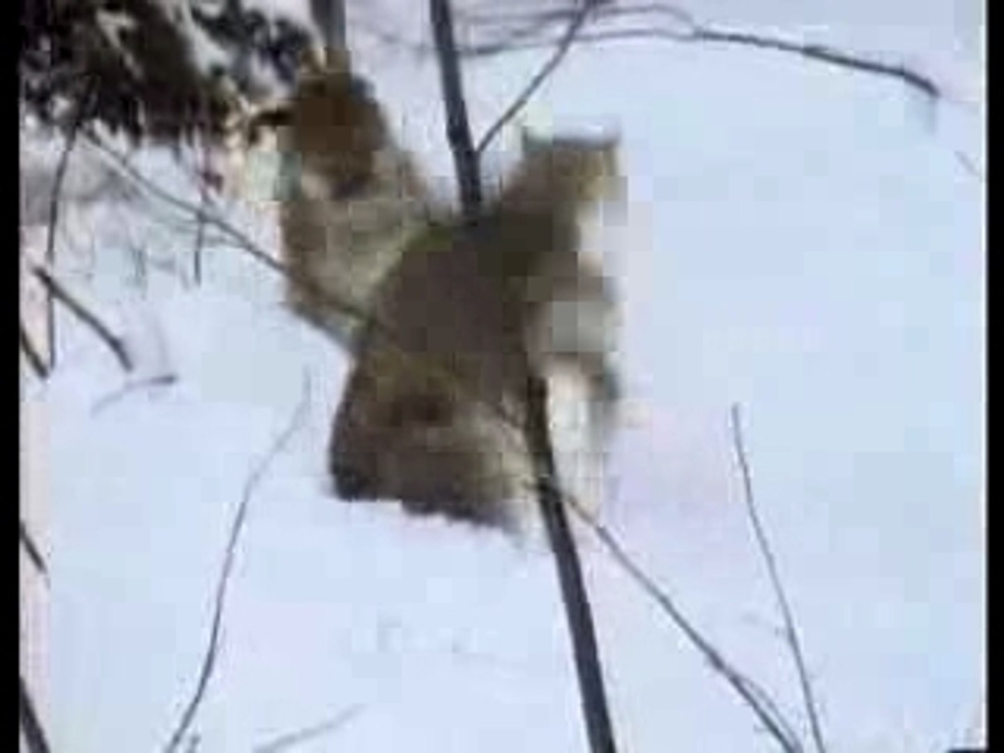Puma vs Luchs - video Dailymotion