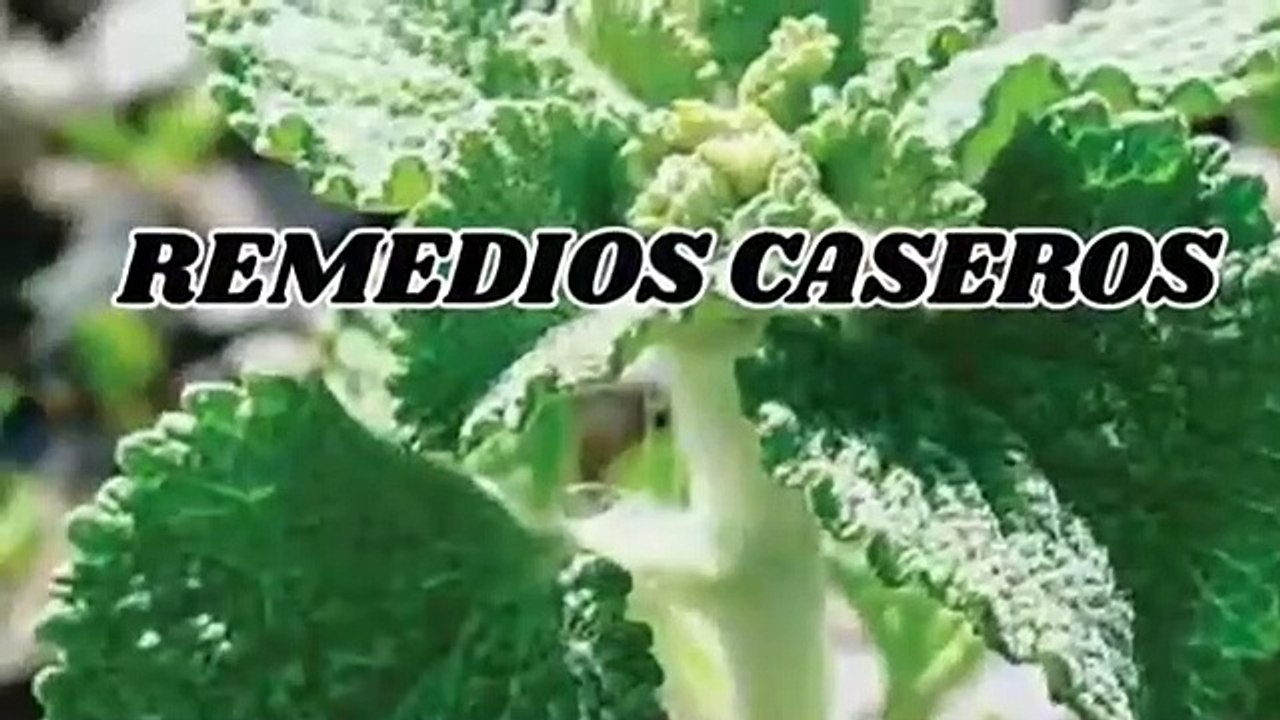 MANRRUBIO.- Tos.- Buena digestión.- Diuretico.- Higado.