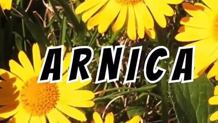 ÁRNICA.-GOLPES.- ESGUINCES.