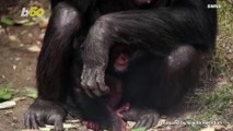 Chimpanzee Cuddling Is Simply the Most Adorable Thing You’ll See All Day!