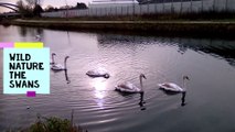 WILD Nature the swans relaxing moments