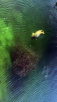 Ce phoque encercle un banc de poisson... Jolie technique de chasse
