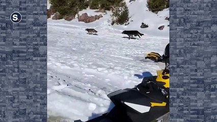 Ce canadien à motoneige croise une meute de loup en chasse