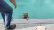 Cat Inside a Box Jumps And Falls As Man Places It Over Water