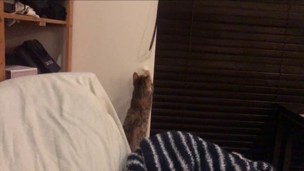 ブラインドの紐にじゃれる➡カーペットの隙間でじゃれる猫がかわいい - Cute cat -