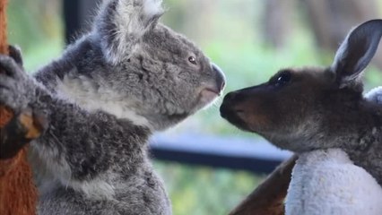 Ash y Frankie: el koala y canguro bebé que se volvieron los mejores amigos