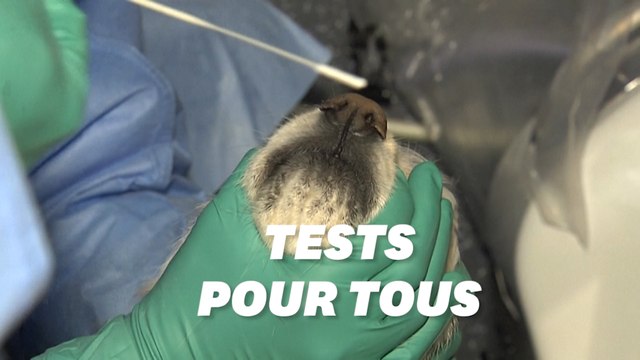 La Corée du Sud lance les tests PCR pour ses animaux domestiques