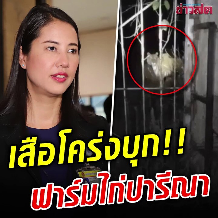 เสือโคร่งหลุด บุกฟาร์มไก่ ปารีณา คนงานเสียววาบตอนแรกนึกว่าหมา ที่ไหนได้นี่มันเสือ!!