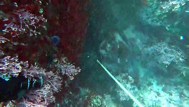 Spearfishing for Rockfish, Perch, and Monkeyface Prickleback Eels.