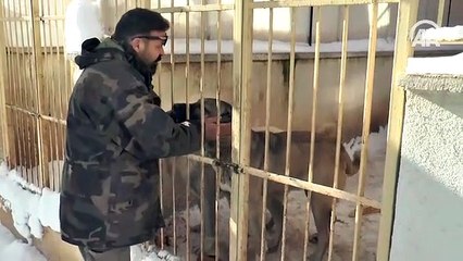 Ömrünü Kangal köpeği yetiştiriciliğine adadı