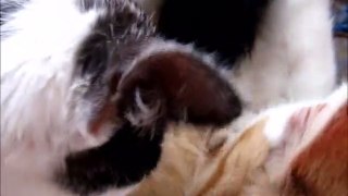 GINGER Kitten and Trisha Loud Purr While Milking