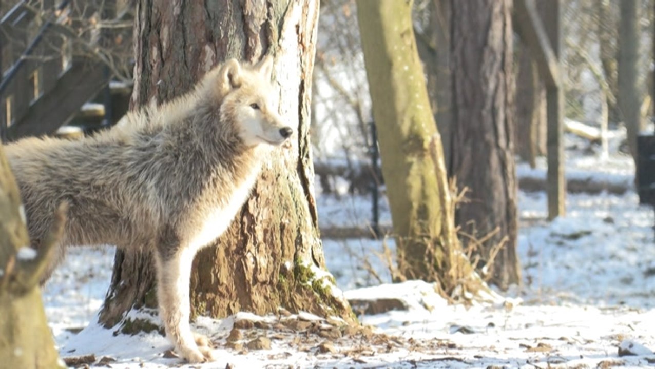 Animals prepare to see people as Belgium opens nature parks