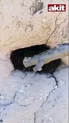 Nevrotik korkusu olanlar izlemesin! İki dağcı sopayla dokundu, yüzlercesi etrafa dağıldı