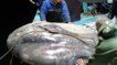 Balıkçıların ağına takılan nesli tehlike altındaki ay balığı, tekrar denize bırakıldı